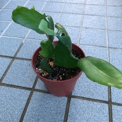 月下美人の苗の画像