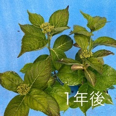 紫陽花苗　8月18日までの出品とさせていただきます！の画像