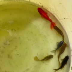 8/8 大きめの金魚 6匹セットの画像