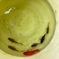 8/8 大きめの金魚 6匹セットの画像
