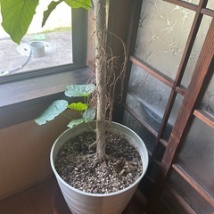 観葉植物　2m10cmのウンベラーダの画像