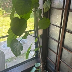 観葉植物　2m10cmのウンベラーダの画像