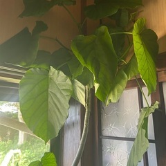 観葉植物　2m10cmのウンベラーダの画像