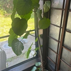 観葉植物　2m10cmのウンベラーダの画像