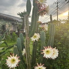 柱サボテン　鬼面角の画像