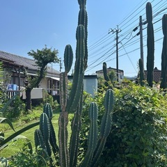 柱サボテン　鬼面角の画像