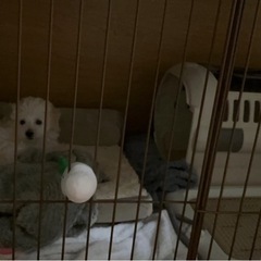犬用ケージ(サークル)の画像