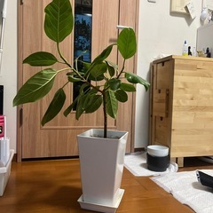 ゴムの木の画像