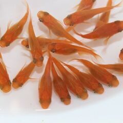 メダカ販売店 亀田養魚「道の駅にのみや」で直販しております。めだかの生産・卸・販売の画像