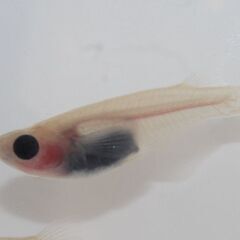 メダカ販売店 亀田養魚「道の駅にのみや」で直販しております。めだかの生産・卸・販売の画像