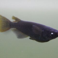 メダカ販売店 亀田養魚「道の駅にのみや」で直販しております。めだかの生産・卸・販売の画像