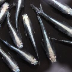 メダカ販売店 亀田養魚「道の駅にのみや」で直販しております。めだかの生産・卸・販売の画像