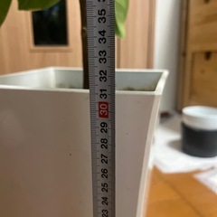 ゴムの木の画像