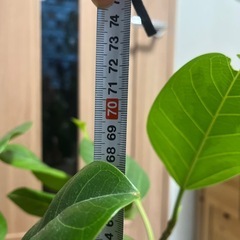 ゴムの木の画像