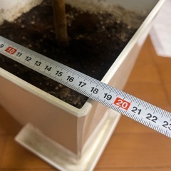 ゴムの木の画像