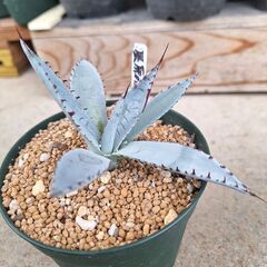アガベ・屈原の舞扇②の画像