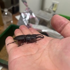 スジブトヒラタ(ホワイトアイ)の画像