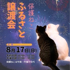 キジトラ可愛いさやちゃん譲渡会参加します！ - 里親募集