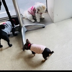 犬友達募集 京都