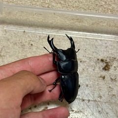 奈良県産オオクワガタ成虫♂♀♀3頭セットの画像