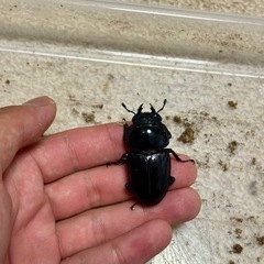 奈良県産オオクワガタ成虫♂♀♀3頭セットの画像