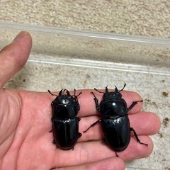 奈良県産オオクワガタ成虫♂♀♀3頭セットの画像