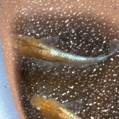 (セール)三色体外光キッシングメダカ　6匹の画像