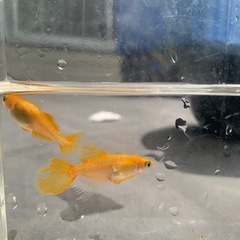 メダカ　楪蝶レッドテール　1ペアの画像