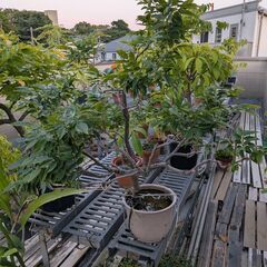 亡き祖父の樹齢数十年の藤（ジャコウフジ）の苗木の画像