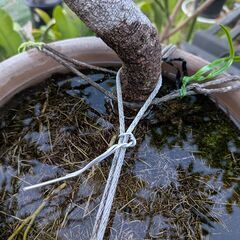 亡き祖父の樹齢数十年の藤（ジャコウフジ）の苗木の画像