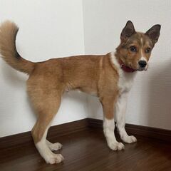 里親募集！【もんた ♂】道東より保護 4ヶ月位