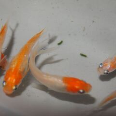 メダカ　ハイビスカス卵　30個位　産卵床付きの画像