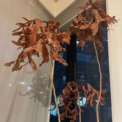植木の画像