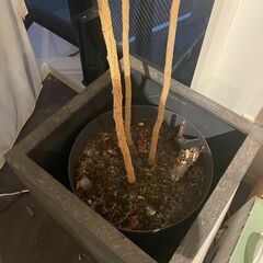 植木の画像