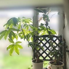 観葉植物3つ　パキラ　シンゴニウムの画像