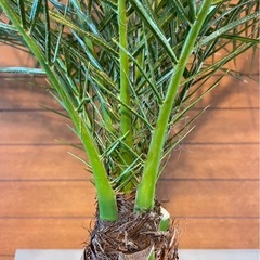 フェニックスロベレニー①の画像