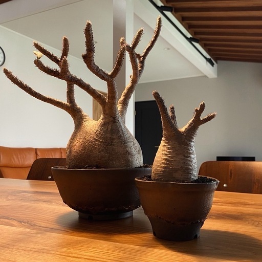 10月で出品取り止め　パキポディウム・グラキリス 10月で出品取り止め パキポディウム・グラキリス 【公式通販】