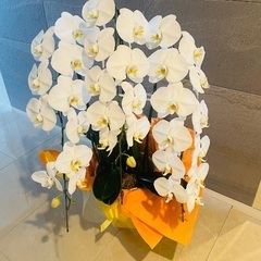 胡蝶蘭の画像