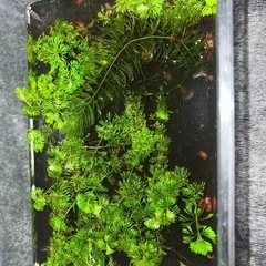 レッドラムズホーンとメダカ3匹水草　写真のケースごとの画像