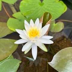 護国神社蚤の市にてメダカの販売しますの画像