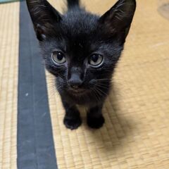 黒猫姉妹