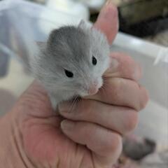 🐹ゴールデンハムスター🐹販売