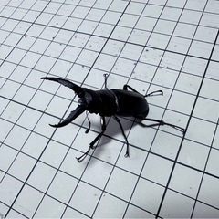 天然採取ノコギリクワガタ 原歯型 オス1匹 (ラスト)の画像