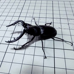 天然採取ノコギリクワガタ 水牛タイプ オス1匹 (ラスト)の画像