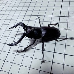 天然採取ノコギリクワガタ 水牛タイプ オス1匹 (ラスト)の画像