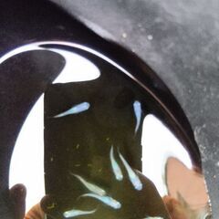 しずくメダカ2ペア＋１匹の画像