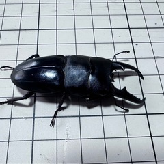 天然採取ヒラタクワガタオス1匹 (ラスト)の画像