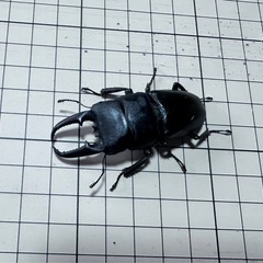 天然採取ヒラタクワガタオス1匹 (ラスト)の画像