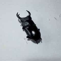 オオクワガタ1匹～ 小さいサイズ (ラスト)の画像