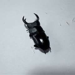 オオクワガタ1匹～ 小さいサイズ (ラスト)の画像